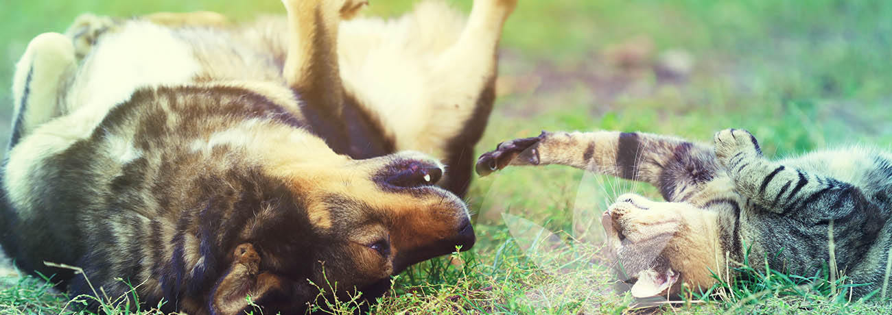 Prodotti a base di CBD per migliorare la salute degli animali