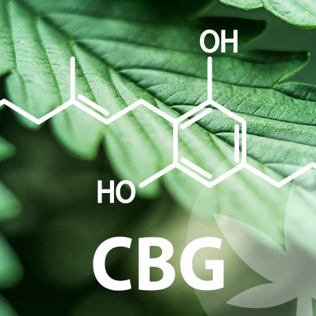 Die riesige Welt der Cannabinoide beginnt mit CBG