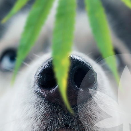 CBD And The Health Of Your Pet: Your Best Friend's Best Friend