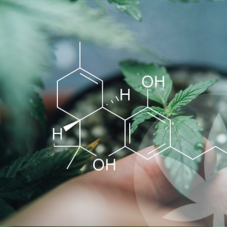 Was macht rohe Cannabinoide so besonders?