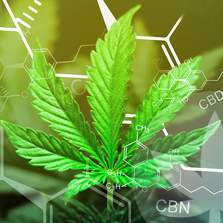 CBN und CBD: Worin unterscheiden sie sich?