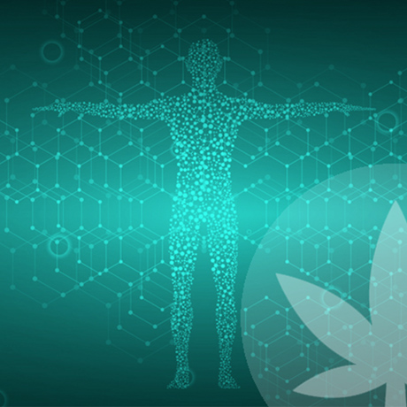 Was ist klinischer Endocannabinoid-Mangel?