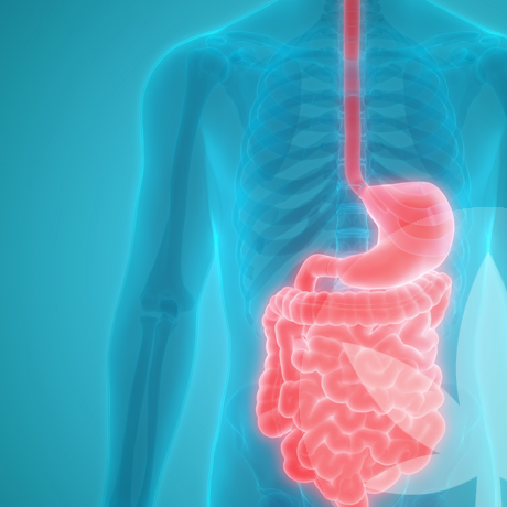 How Might CBD Help With Gut Health And Digestion? 