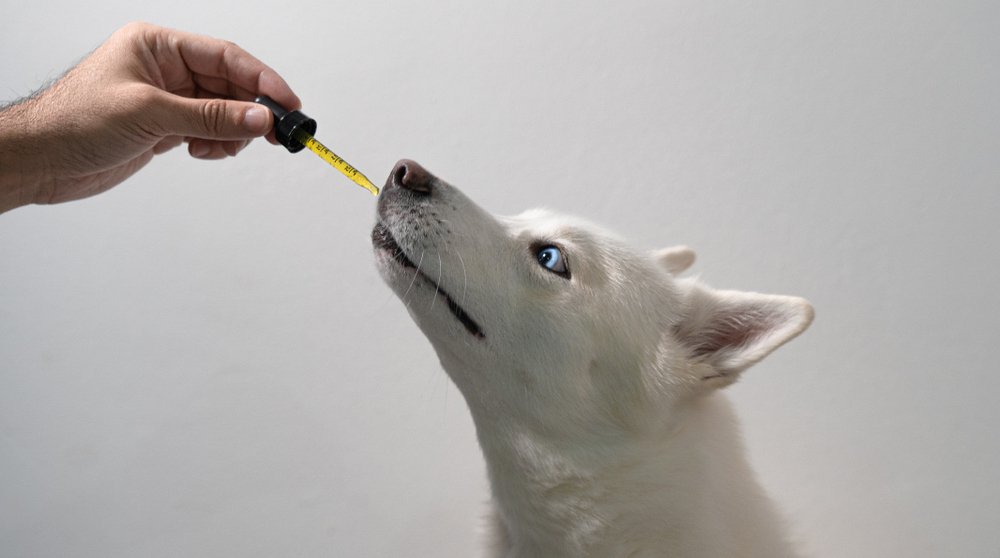 CBD Oil for Pets: Benefits & Safety