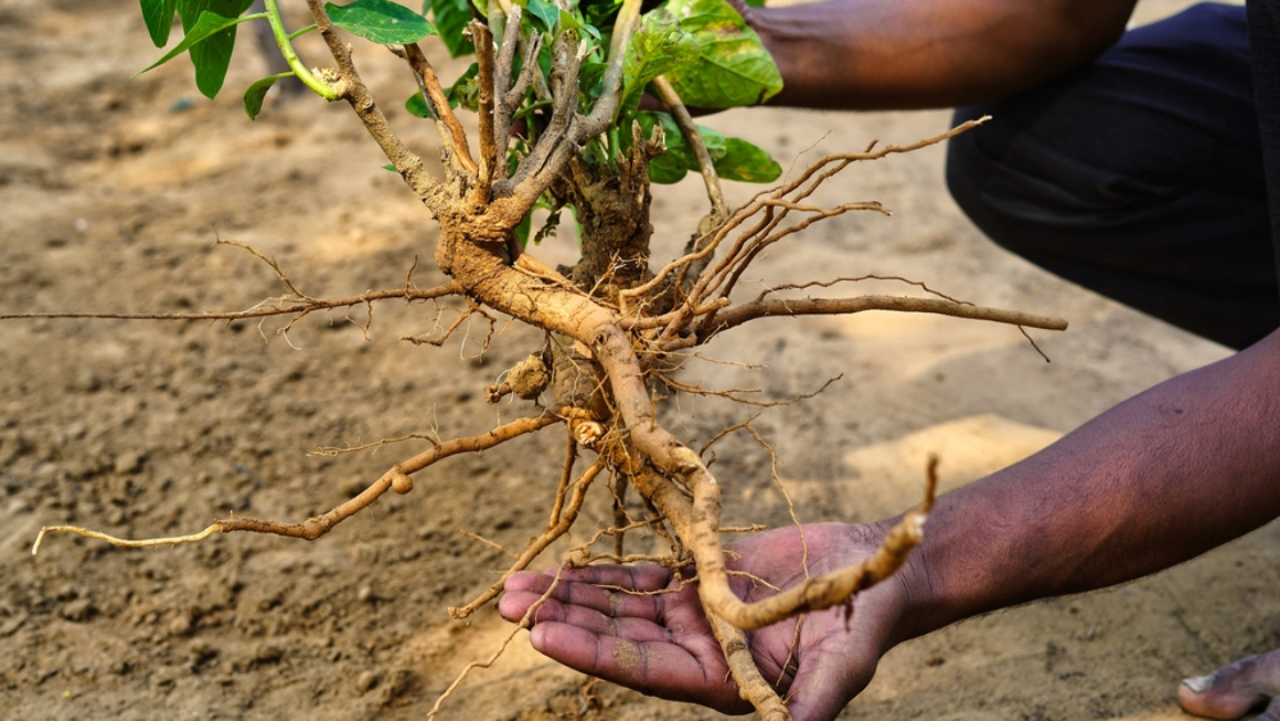 Ashwagandha Vorteile, Dosierung und Sicherheitstipps