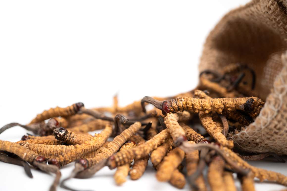 Cordyceps : Gesundheitliche Vorteile