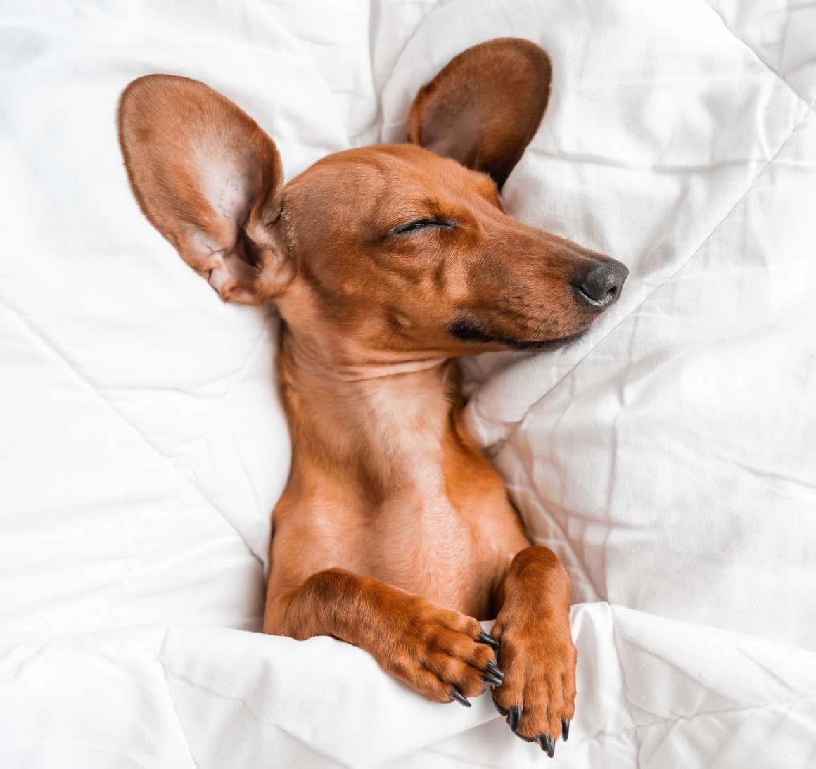 How Many Hours Do Dogs Sleep?