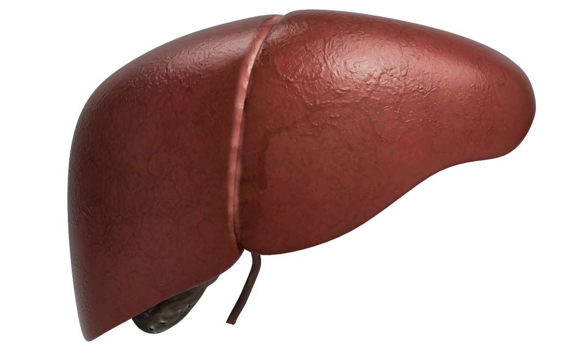 Is Resveratrol Hard on the Liver? 