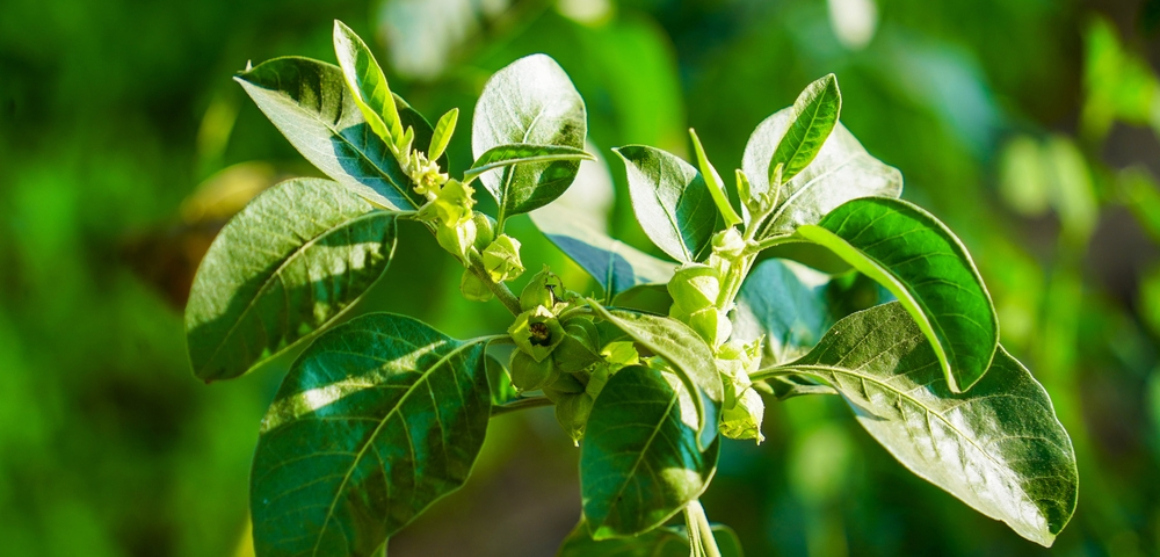 Wie schnell sehen Sie Ergebnisse von Ashwagandha?