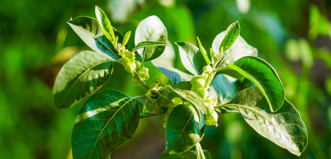 How long can you take ashwagandha for?