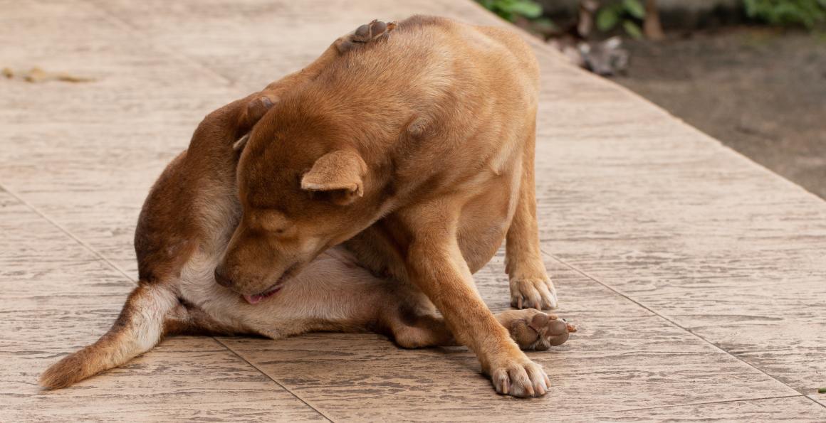 CBD für Hunde mit Juckreiz