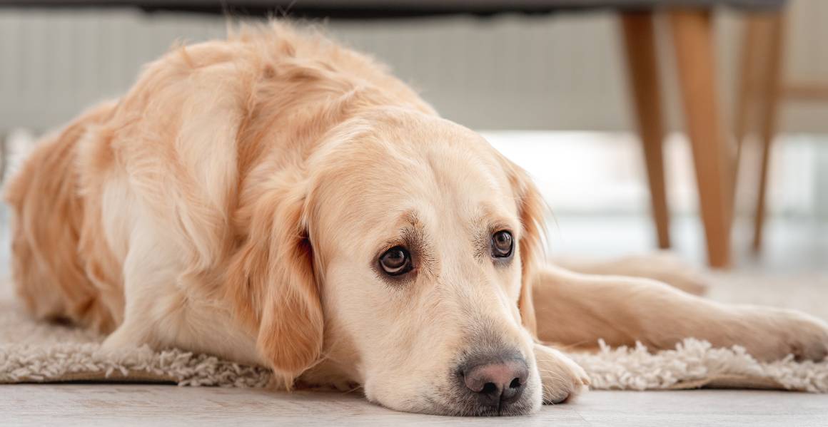 Cosa succede se do al mio cane troppa cbd?