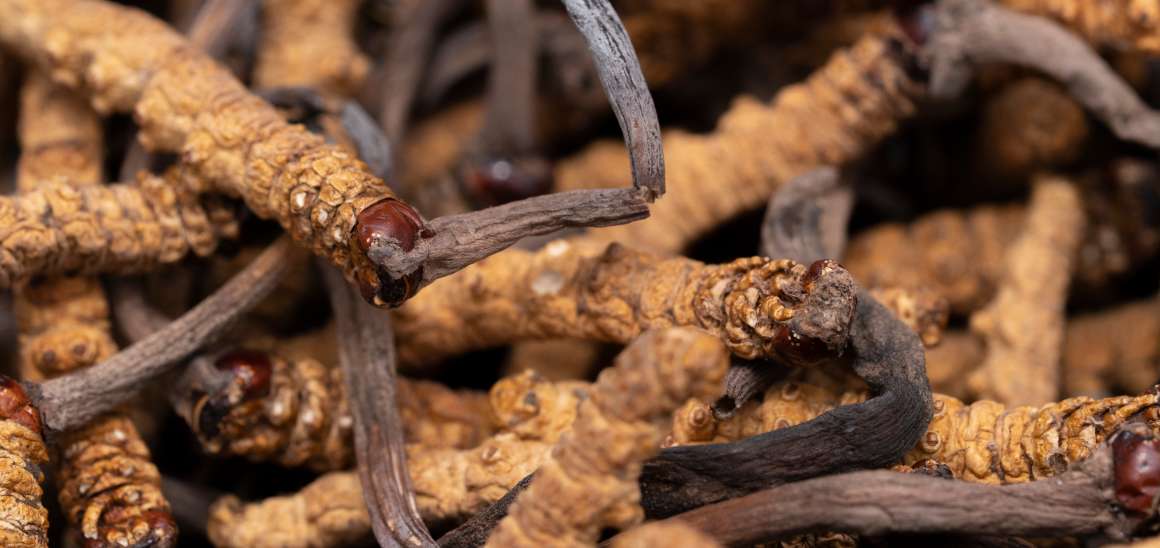 Ist Cordyceps gut für die Harnsäure?