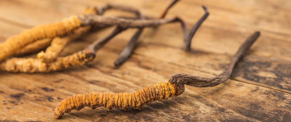 Ist es schlecht, Cordyceps in der Nacht einzunehmen?