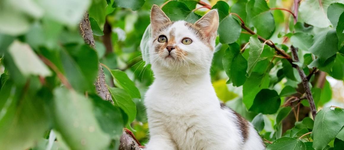 Can Cats Absorb CBD Through Their Skin?
